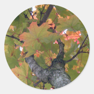 Pegatina Redonda Bajo la cubierta de hojas