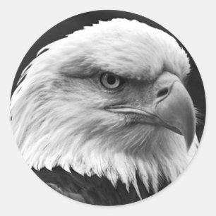 Pegatina Redonda Bald Eagle