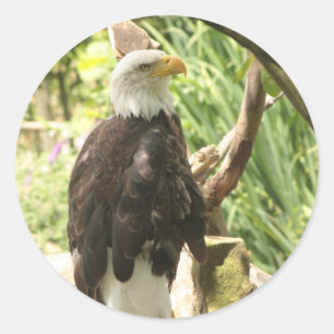 Pegatina Redonda Bald Eagle