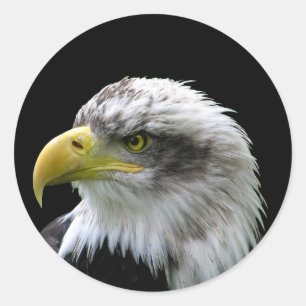 Pegatina Redonda Bald Eagle