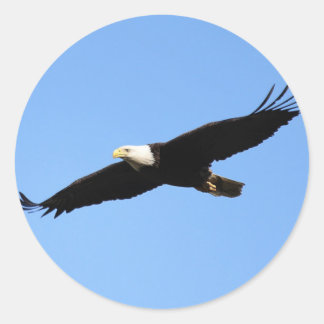 Pegatina Redonda Bald Eagle Soar