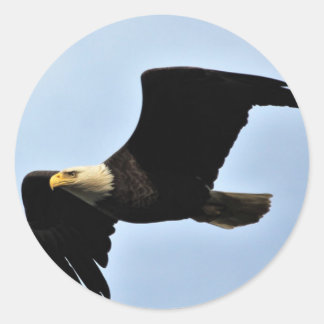 Pegatina Redonda Bald Eagle Wingspan