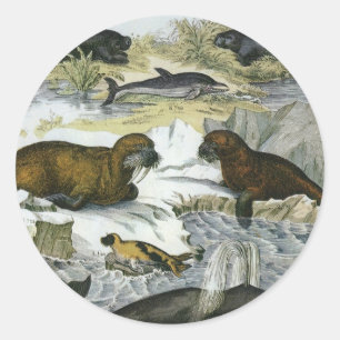 Pegatina Redonda Ballenas, focas y morsas, animales marinos antiguo