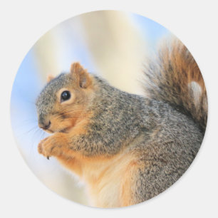 Pegatina Redonda Baloncesto actual