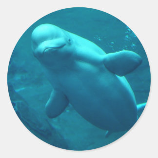 Pegatina Redonda Baluga Whale