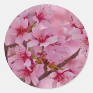 Pegatina Redonda Bañado en flores de cerezo japonesas rosadas