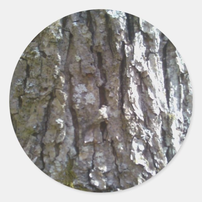 Pegatina Redonda Baraja de árbol de hickory de pignus (Anverso)