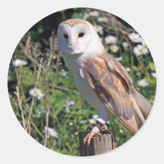 Pegatina Redonda Barn Owl