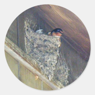 Pegatina Redonda Barn Swallow Series