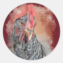 Barred Rock Hen