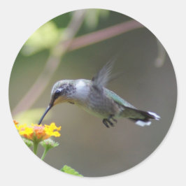 Pegatina Redonda Barrido de verano