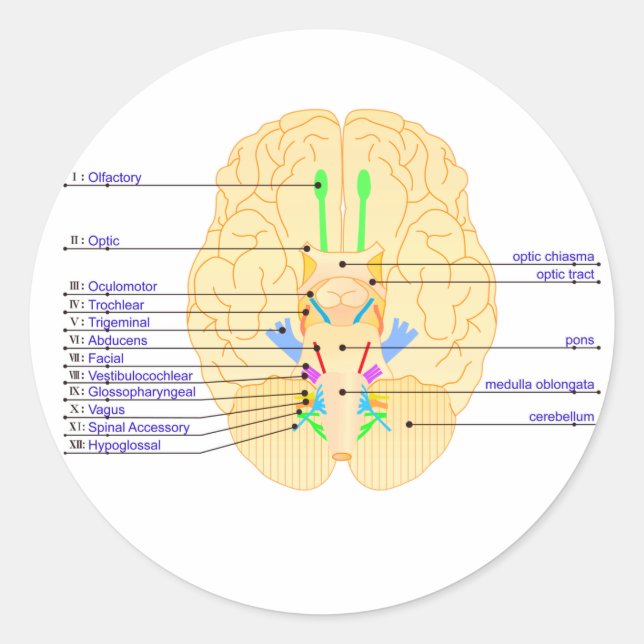Pegatina Redonda base de imágenes del cerebro en inglés (Anverso)