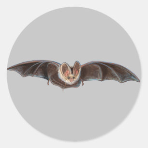Pegatina Redonda Bat Pipistrellus pipipistrellus Ilustracion Gray