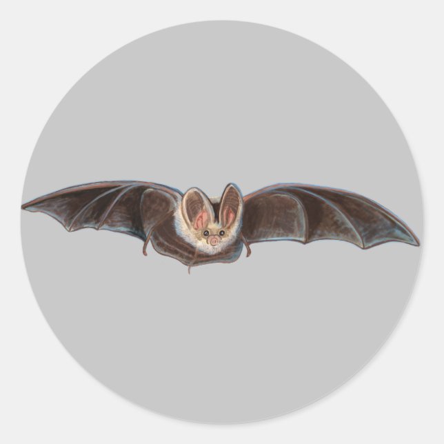 Pegatina Redonda Bat Pipistrellus pipipistrellus Ilustracion Gray (Anverso)