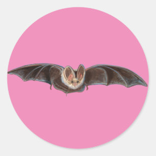 Pegatina Redonda Bat Pipistrellus pipistrellus Ilustracion Rosa