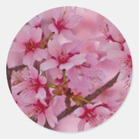Bathin in Pink Japanese Cherry Blossoms