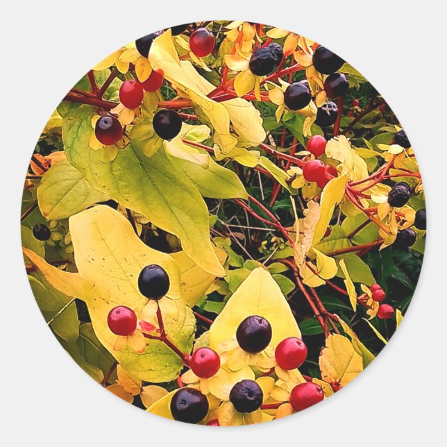 Pegatina Redonda Bayas negras y rojas (Anverso)