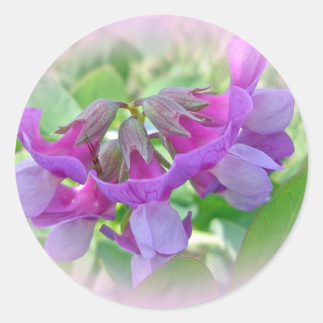 Pegatina Redonda Beach Pea - Lathyrus japonicus - Wildflower (Anverso)