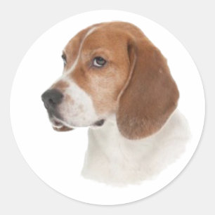 Pegatina Redonda Beagle