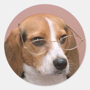 Pegatina Redonda Beagle con gafas