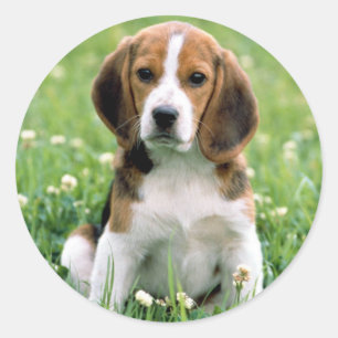Pegatina Redonda Beagle Puppy