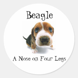 Pegatina Redonda Beagle - Una nariz en cuatro patas