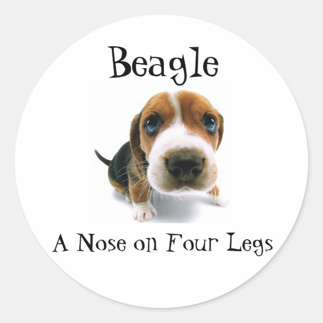 Pegatina Redonda Beagle - Una nariz en cuatro patas (Anverso)