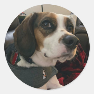 Pegatina Redonda Beaglier- Beagle Bae dog Stickers Bea Streaming