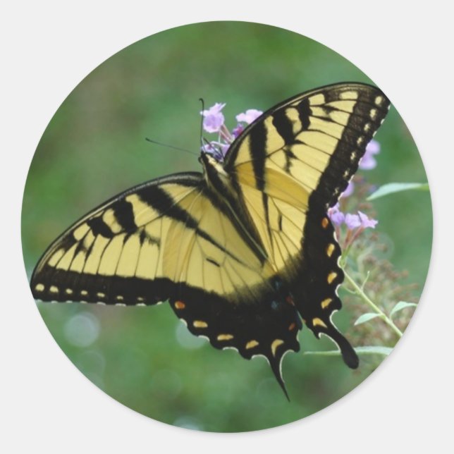 Pegatina Redonda Beauti-flies (Anverso)