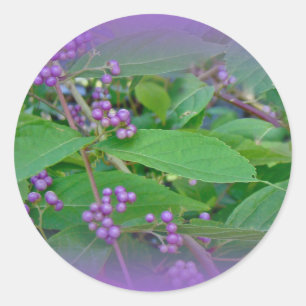 Pegatina Redonda Beautyberry estadounidense (Callicarpa americana)