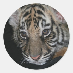 Pegatina Redonda Bebé del tigre