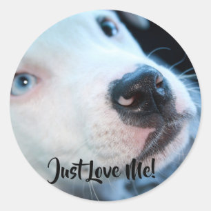 Pegatina Redonda Bebé editable Pitbull White Puppy