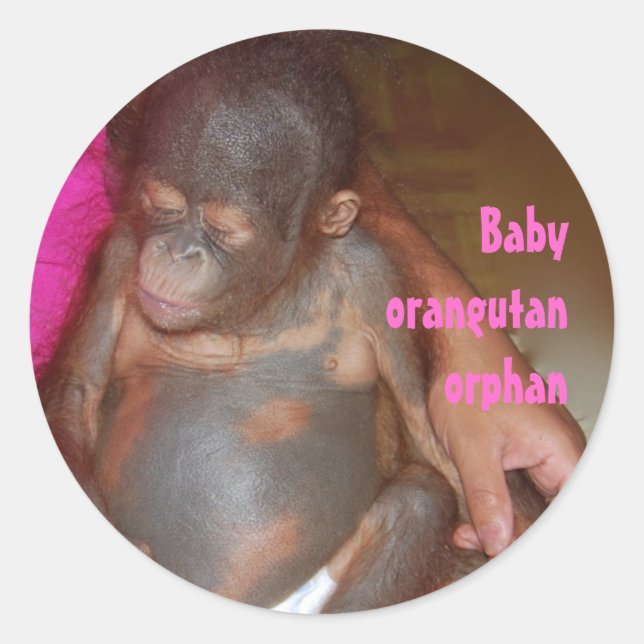 Pegatina Redonda Bebé huérfano Animales Orangutan (Anverso)