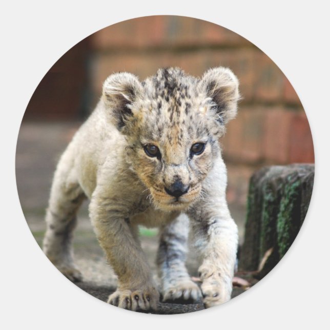 Pegatina Redonda Bebé león prowler (Anverso)