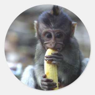 Pegatina Redonda Bebé lindo macaco mono comiendo banana