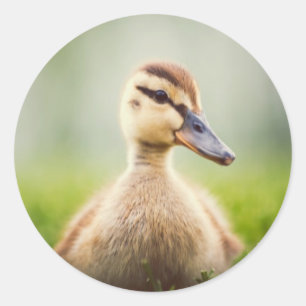Pegatina Redonda Bebé Mallard Ducking