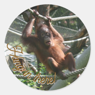 Pegatina Redonda Bebé Orangutan - Aguanta ahí.