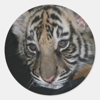 Pegatina Redonda Bebé tigre
