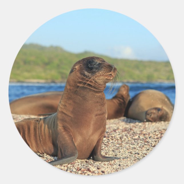 Pegatina Redonda Bebés adorables de las islas Galápagos (Anverso)