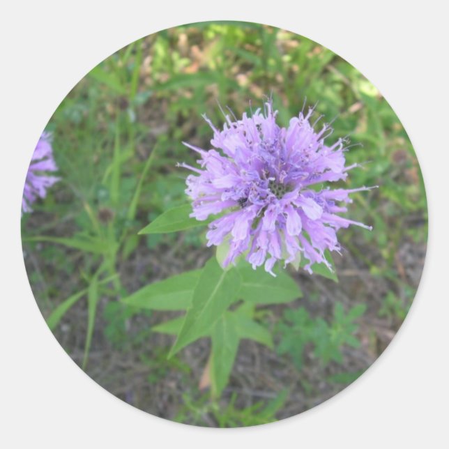 Pegatina Redonda Bee-balm (Anverso)