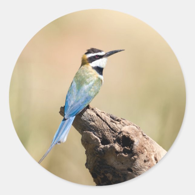 Pegatina Redonda Bee-eater (Anverso)