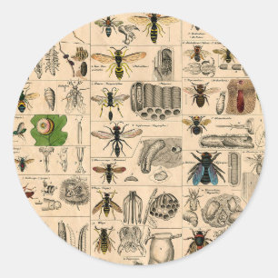 Pegatina Redonda Bee Insect Bug Wasp Naturaleza Abejas Pintura
