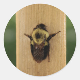 Pegatina Redonda Bee-zilla