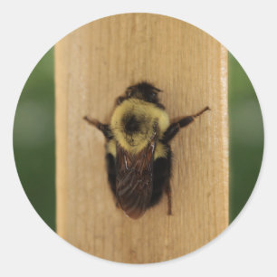 Pegatina Redonda Bee-zilla