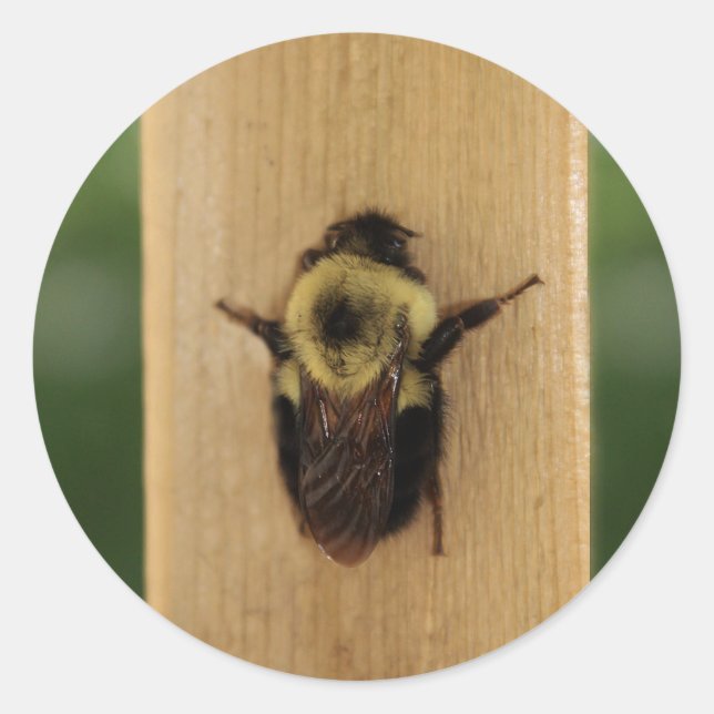 Pegatina Redonda Bee-zilla (Anverso)