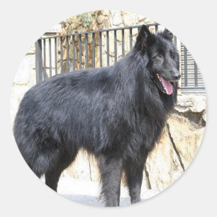 Pegatina Redonda Belga (Groenendael) por completo