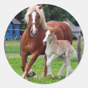 Pegatina Redonda belga Mare y Filly