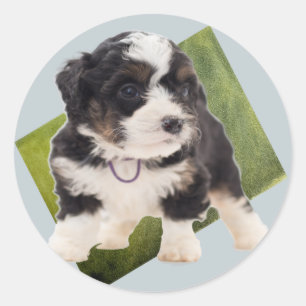 Pegatina Redonda Bella Bernedoodle Green Puppy Art