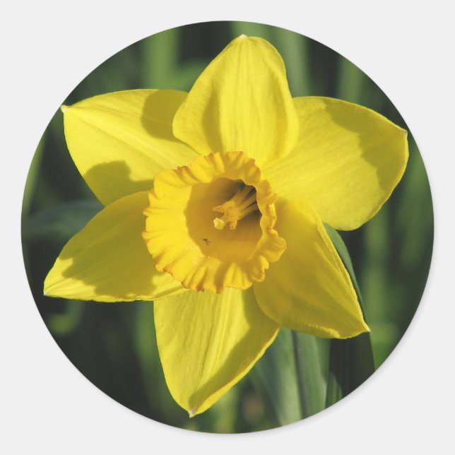 Pegatina Redonda Bella Daffodil (Anverso)