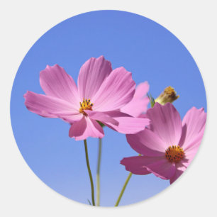 Pegatina Redonda bellas flores rosas abrazando un cielo azul claro
